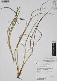 Triglochin scilloides image